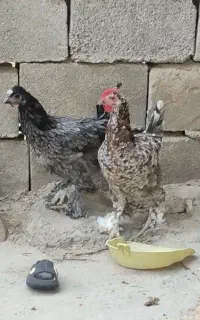 تعدادی مرغ دیلگونی