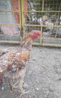 خروس هندی نوک طوطی دم چتری