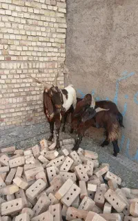 بز و نربز