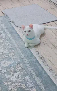گربه