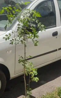 تیبا صندوق دار 99