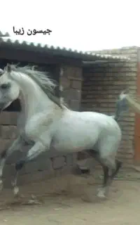 نریون عرب مصری درجه یک