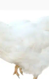 صندوقدار (تخصص در حسابداری ) سیستم فاکتور زنی