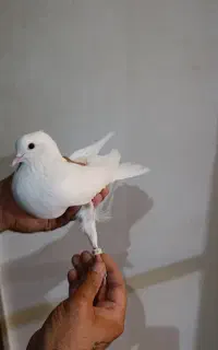 کبوتر پرشی
