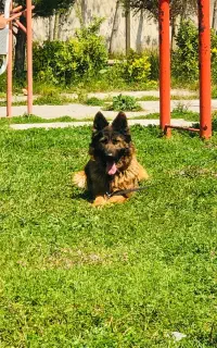 سگ ژرمن شولاین ماده جهت کشش