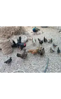 جوجه و مرغ زینتی یا همون مینیاتوری