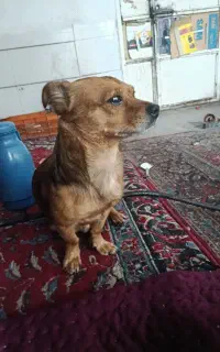گم شد سگ هرکس پیداش کن مژدگانی خوبش میدیم