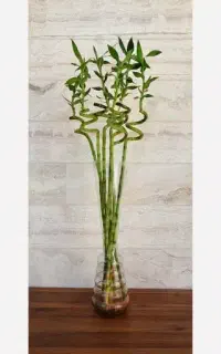 پیش فروش بامبو جوانه