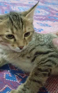 واگذاری بچه گربه