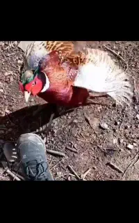 مرغ زینتی  پاکستانی یک جفت