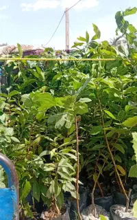 سلام حصیر برای سایبون