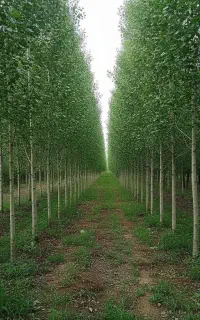 صنوبر با سود میلیاردی