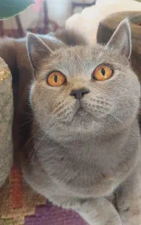 گربه ی بریتیش بلو