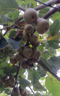 کیوی خونی