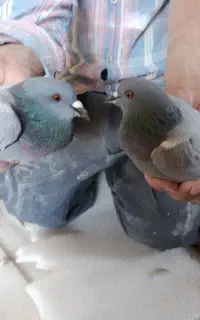 دو عدد کبوتر چاهی