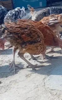 جوجه مرغ محلی