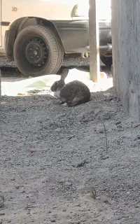 خرگوش فروشی