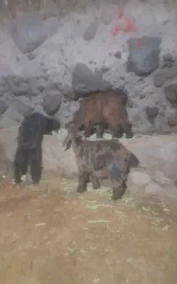بره