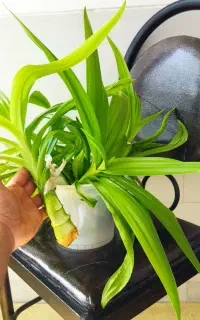 گل سوسن عنکبوتی