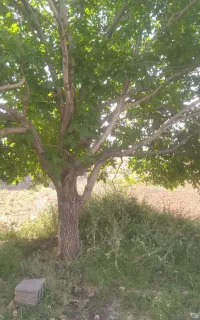 برش