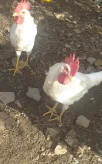 خروس