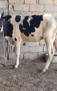 گاو آبستن