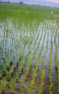 نشا کاری زمین با دستگاه نشا