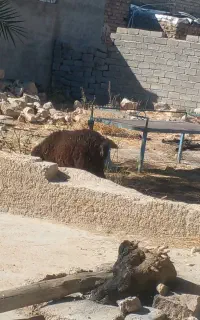یک عدد میش برره دار جوان برره نر