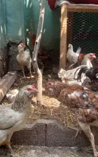 مرغ لاری و محلی