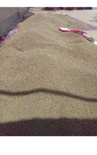 گاودانه