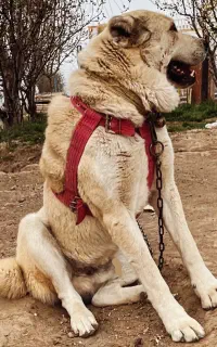 سگ خراسانی