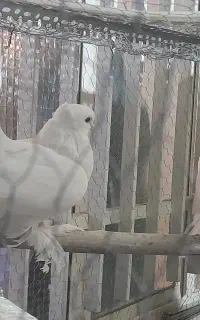 یه جفت دم چتری