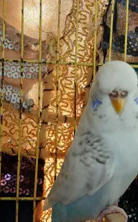 مرغ عشق انگلیسی ماده بالغ و تخم‌گذار
