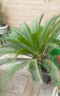 سیکاس ۷ساله تمیز وسرحال