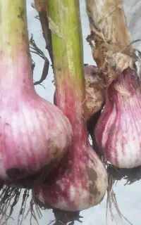 سیر خشک درجه یک سورت شده