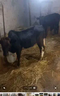 فروش گاو لیشه