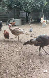 بوقلمون 3یا4ماهه