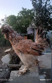 مرغ سلطان