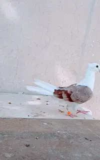 کبوتر