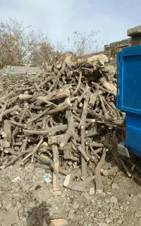 خرید خریدار انواع چوب مرکبات صنوبر