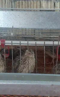 بلدرچین