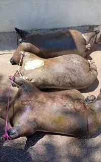مشک اب