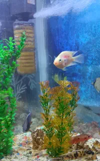 آکوریوم مجهز با کلیه امکانات معاوضه با پرنده