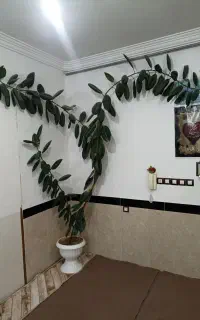 گل گوش فیل