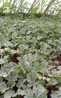 فروش نهال هندوانه