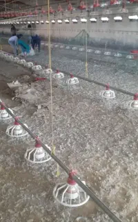کود مرغی گوشتی