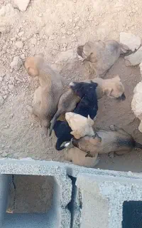 6توله،ومادرشون،بخاطرنداشتن،جا