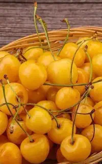 نهال گیلاس زرد (موزی) پربار