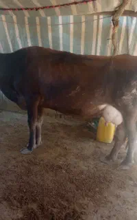 گاو شیری سویسی