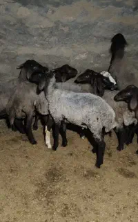 بره پرواری